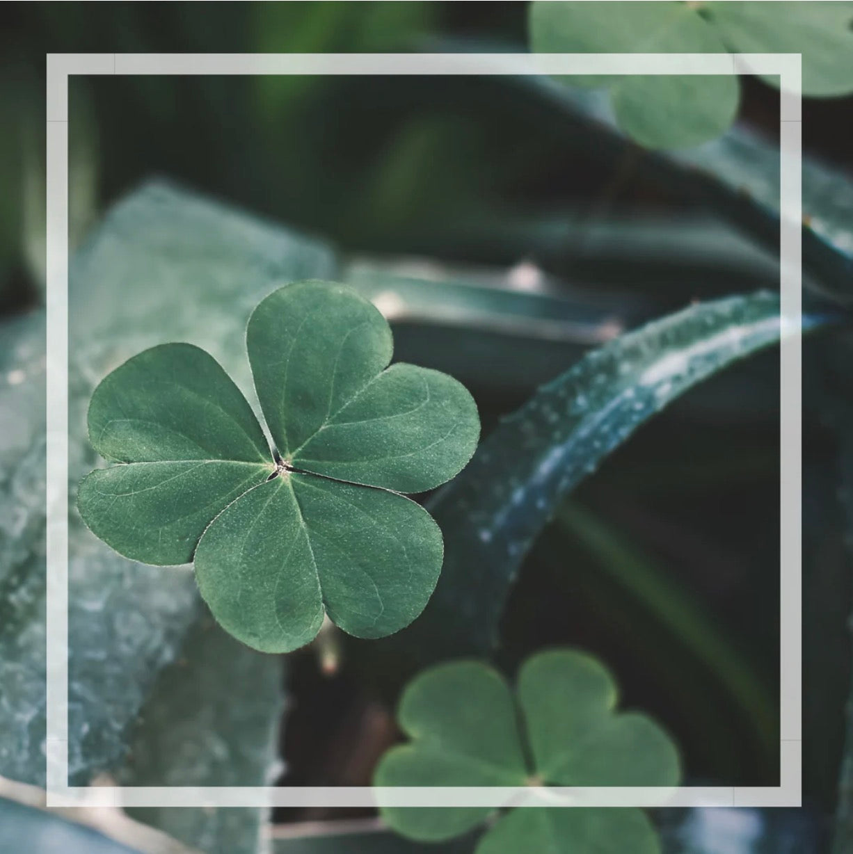 Bruine d'ambiance | Aloès et trèfle vert